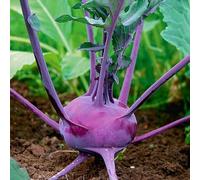 raines de Chou-rave pourpre, Purple Kohlrabi Delikatess Blue Seeds Seeds ONLY