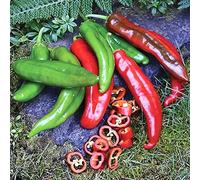 raines de Piment de Californie, Anaheim Chilli Pepper Seeds Seeds ONLY