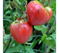 raines de Tomato Coeur de Boeuf Rose, Pink Oxheart Tomato Seeds Seeds ONLY