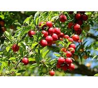 raines Prunier Myrobolan Prunus Cerasifera Myrobalan Cherry Plum Tree Seeds Seeds ONLY