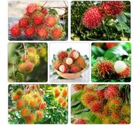 rambutan semi di balcone letti elevati giardino di semi resistenti letto elevato espaldera 15pcs
