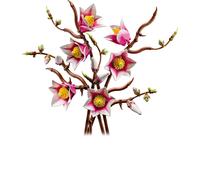 Rametti di magnolia