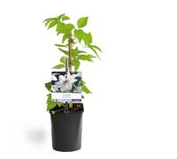 Rampicante - Clematis Miss bateman - Fiore bianco - Bassa manutenzione - 2 piante - 30-40cm - Ø10cm - Pianta da giardino