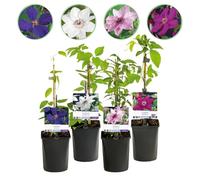 Rampicante - Clematis Rainbow - Fiore Rosa Bianco Viola Rosso - Bassa manutenzione - 4 piante - 30-40cm - Ø10cm - Pianta da giardino