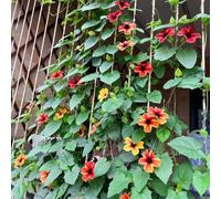 rampicante "Occhio nero di Susanna" - d'appartamento tappezzanti giardino sul balcone rampicanti da esterno da giardino balcone in vaso 250semi