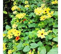 rampicante "Occhio nero di Susanna" - resistenti da giardino da balcone d'appartamento esotiche rampicanti esterno rampicanti 90semi