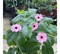 rampicante "Occhio nero di Susanna" - varietà antiche da interno di resistenti giardino rampicanti balcone con serra rampicanti da esterno 350semi