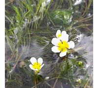 ranuncolo acquatico, giardino balcone in vaso varietà antiche 250semi