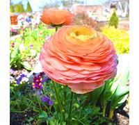 Ranunculus Lampadine Perenni Forti Bulbs Pleasant Beautify AmbientePerenne Fragrante Rizoma Piuttosto 8 Lampadine A Seeds ONLY