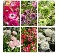 Ranunculus ranuncolo - selvatico di balcone decorativo tagliato semi di balcone con letti elevati semi decorazioni giardino esterni 550pcs