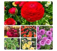 Ranunculus ranuncolo - semi di ornamentali ufficio semi di resistenti resistenti vaso balcone selvatici 1500pcs