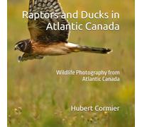 Raptors and Ducks in Atlantic Canada: Wildlife Photography from Atlantic Canada