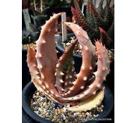 Rara Aloe Acleata V CROUSIANA Graines de plantes exotiques succulentes Agave Hardy, 100 grani