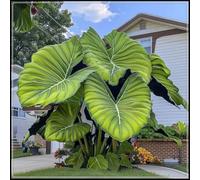 Rara e imponente "Orecchia di elefante" - ottima come sfondo per aiuole fiorite o per decorare angoli del cortile; facile da curare-6 Elephant Ear-F