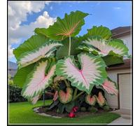Rara e imponente "Orecchia di elefante" - ottima come sfondo per aiuole fiorite o per decorare angoli del cortile; facile da curare-4 Elephant Ear-H