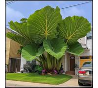 Rara e imponente "Orecchia di elefante" - ottima come sfondo per aiuole fiorite o per decorare angoli del cortile; facile da curare-4 Elephant Ear-C