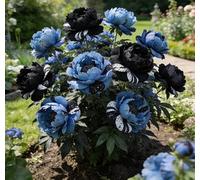 Rara peonia bicolore - Ideale per l'architettura del giardino - Crea uno scenario primaverile magnifico e imponente-4 unità-B