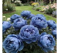 Rara peonia bicolore - Ideale per l'architettura del giardino - Crea uno scenario primaverile magnifico e imponente-5 unità-H