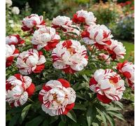 Rara peonia bicolore - Ideale per l'architettura del giardino - Crea uno scenario primaverile magnifico e imponente-3 unità-A