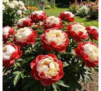 Rara peonia bicolore - Ideale per l'architettura del giardino - Crea uno scenario primaverile magnifico e imponente-5 unità-E