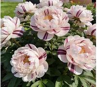 Rara peonia bicolore - Ideale per l'architettura del giardino - Crea uno scenario primaverile magnifico e imponente-5 unità-J