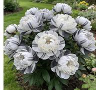 Rara peonia bicolore - Ideale per l'architettura del giardino - Crea uno scenario primaverile magnifico e imponente-1 unità-I