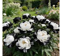 Rara peonia bicolore - Ideale per l'architettura del giardino - Crea uno scenario primaverile magnifico e imponente-3 unità-G