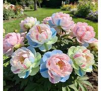Rara peonia bicolore - Ideale per l'architettura del giardino - Crea uno scenario primaverile magnifico e imponente-4 unità-F