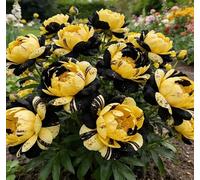 Rara peonia bicolore - Ideale per l'architettura del giardino - Crea uno scenario primaverile magnifico e imponente-2 unità-D
