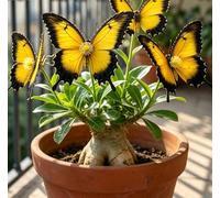 Rara Rosa del Deserto a Forma di Farfalla | Colori Sfumati | Resistente alla Siccità e Robusta | Fiorisce Già al Primo Anno | Ideale per l'Arredamento d'Interni-3 unità-B