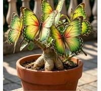 Rara Rosa del Deserto a Forma di Farfalla | Colori Sfumati | Resistente alla Siccità e Robusta | Fiorisce Già al Primo Anno | Ideale per l'Arredamento d'Interni-2 unità-G