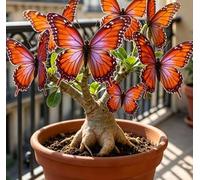 Rara Rosa del Deserto a Forma di Farfalla | Colori Sfumati | Resistente alla Siccità e Robusta | Fiorisce Già al Primo Anno | Ideale per l'Arredamento d'Interni-5 unità-D