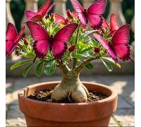 Rara Rosa del Deserto a Forma di Farfalla | Colori Sfumati | Resistente alla Siccità e Robusta | Fiorisce Già al Primo Anno | Ideale per l'Arredamento d'Interni-4 unità-C