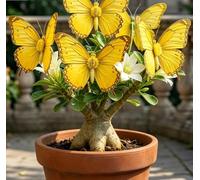 Rara Rosa del Deserto a Forma di Farfalla | Colori Sfumati | Resistente alla Siccità e Robusta | Fiorisce Già al Primo Anno | Ideale per l'Arredamento d'Interni-1 unità-H