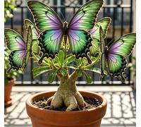 Rara Rosa del Deserto a Forma di Farfalla | Colori Sfumati | Resistente alla Siccità e Robusta | Fiorisce Già al Primo Anno | Ideale per l'Arredamento d'Interni-3 unità-F