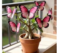 Rara Rosa del Deserto a Forma di Farfalla | Colori Sfumati | Resistente alla Siccità e Robusta | Fiorisce Già al Primo Anno | Ideale per l'Arredamento d'Interni-4 unità-I