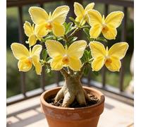 Rara Rosa del Deserto a Forma di Farfalla | Colori Sfumati | Resistente alla Siccità e Robusta | Fiorisce Già al Primo Anno | Ideale per l'Arredamento d'Interni-1 unità-E