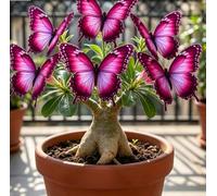 Rara Varietà di Rosa del Deserto "Farfalla" | Forma Scolpita Unica | Resistente alla Siccità e di Facile Cura | Perfetta per Balconi e Cortili | Ideale per l'Arredamento d'Interni-5 unità-F