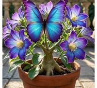 Rara Varietà di Rosa del Deserto "Farfalla" | Forma Scolpita Unica | Resistente alla Siccità e di Facile Cura | Perfetta per Balconi e Cortili | Ideale per l'Arredamento d'Interni-3 unità-G