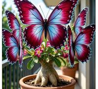 Rara Varietà di Rosa del Deserto "Farfalla" | Forma Scolpita Unica | Resistente alla Siccità e di Facile Cura | Perfetta per Balconi e Cortili | Ideale per l'Arredamento d'Interni-5 unità-J