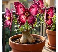 Rara Varietà di Rosa del Deserto "Farfalla" | Forma Scolpita Unica | Resistente alla Siccità e di Facile Cura | Perfetta per Balconi e Cortili | Ideale per l'Arredamento d'Interni-5 unità-B