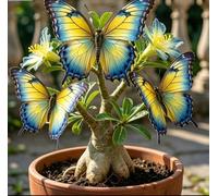 Rara Varietà di Rosa del Deserto "Farfalla" | Forma Scolpita Unica | Resistente alla Siccità e di Facile Cura | Perfetta per Balconi e Cortili | Ideale per l'Arredamento d'Interni-5 unità-C