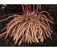 RARE 15 graines de CHERVIS (Sium Sisarum) H820 SKIRRET SEEDS SAMEN SEMILLAS SEMI