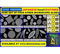 RARE FOSSIL JAPANESE DIATOMS Set of 4 microscope slides Perfect = not antique