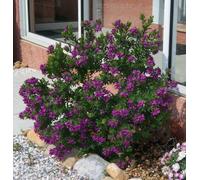 Rare raines de Polygala Myrtifolia Sweet Pea Bush Seeds (September Bush) Seeds ONLY