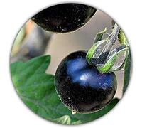 *Rarità* Pomodoro Nero - 50 semi