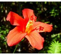 Raro 3 Semillas De 'Hibiscus Los Mascareignes (Hibiscus Boryanus) K58 Seed Seeds ONLY