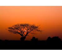 Rasch Wallpaper 363647 - Carta da parati fotografica su tessuto non tessuto, motivo africano, albero del tramonto Savana Africa, colore: Arancione e nero