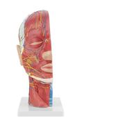 RASTKY Modello Anatomico Medico a Grandezza Naturale della Testa del Cervello con Strutture Dettagliate per L'insegnamento della Salute Fisica, Plastica PVC