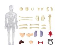 Ratpzou Giocattoli Anatomia Bambini, Modello Scientifico Anatomia, Figura Scheletro Realistica Interattiva Educativa per Apprendimento Adulti Dentisti Studenti Laboratorio Scienze Scuola Casa